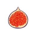 Fresh fig half isolated. Tropical fruit vector illustration Royalty Free Stock Photo