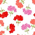 Floral background. Seamless pattern with red and pink geranium flowers on white. Royalty Free Stock Photo