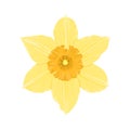 Yellow daffodil isolated on white. Flower icon. Royalty Free Stock Photo