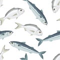 Fish seamless pattern. Vector illustration of dorado and mackerel. Food background. Royalty Free Stock Photo