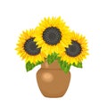 Yellow sunflowers in brown vase isolated on white Royalty Free Stock Photo