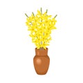 Bouquet of blooming forsythia in clay brown vase isolated Royalty Free Stock Photo