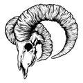 Vector Horror Goat Ram Skull Head with Horns Royalty Free Stock Photo