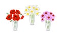 Summer flowers in a glass vase. Set of bouquets of daisies, red poppies and purple echinacea. Royalty Free Stock Photo