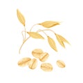 Oats vector illustration. Oat flakes and ear isolated
