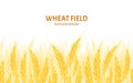 Wheat field background. Cereal plants seamless pattern. Royalty Free Stock Photo