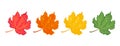 Maple leaves of different colors set. Fallen autumn red leaf, orange, green and yellow. Royalty Free Stock Photo