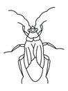 Cockroach pest, contour vector illustration of a cockroach