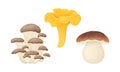 Mushrooms set. Vector cartoon Porcini, Chanterelle and Oyster mushroom isolated Royalty Free Stock Photo