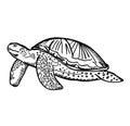 Turtle sketch in vintage outline style.