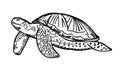 Turtle sketch in vintage outline style.