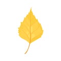 Birch yellow leaf isolated. Autumn vector cartoon illustration.