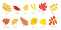 Autumn colorful leaves set. Cartoon fallen leaf collection