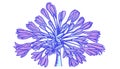 Agapanthus flower hand drawing