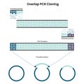 Overlap Polymerase Chain Reaction PCR Cloning vector graphic