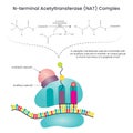N-terminal Acetyltransferase NAT Complex vector illustration diagram