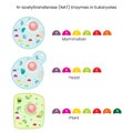 N-acetyltransferase (NAT) enzyme activity in different species