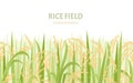 Rice field background. Cereal plants seamless pattern.