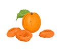 Dried apricots and fresh fruit isolated on white background. Vector illustration of sweet healthy food Royalty Free Stock Photo