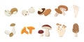 Flat vector of cute bright colors of mushroom vector icon
