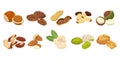 Flat vector of cute bright colors of nuts vector icon collections.