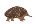 Cute cartoon Echidna isolated on white background. Vector illustration of Australian animal