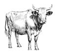 Cow standing side view engraved hand drawn sketch.Cattle breeding. Royalty Free Stock Photo