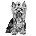 Dog breed Yorkshire terrier sketch hand drawn in engraving.