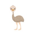 Cute Emu icon. Funny Australian bird. Vector cartoon flat illustration. Royalty Free Stock Photo