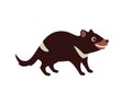 Tasmanian devil. Cute funny Australian animal. Vector cartoon flat illustration. Royalty Free Stock Photo