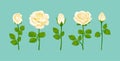 Roses of white color. Roses flowers of different shapes set. Vector cartoon illustration. Royalty Free Stock Photo