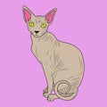 color postcard Cat Sphynx