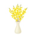 Blooming golden bells. Forsythia yellow flowers in white ceramic vase.