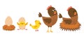 Hatching and growing process of chicken. Royalty Free Stock Photo