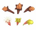 Cengkeh aka Clove Herb Spice Collection Set Symbol Cartoon illustration vector