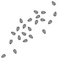 Scattered Sunflower Seeds Transparent Clipart Set Royalty Free Stock Photo