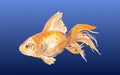 watercolor gold fish vector illustration blue ocean Royalty Free Stock Photo