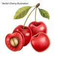 Vector Cherries red with leaves illustration