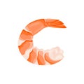 Shrimp isolated on white background. Vector cartoon illustration of cooked peeled prawn. Royalty Free Stock Photo