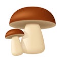 Porcini. Two mushrooms. Vector clipart isolated on white background. Royalty Free Stock Photo