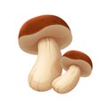 Porcini. Two mushrooms. Vector clipart isolated on white background. Royalty Free Stock Photo