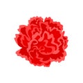 Red carnation isolated on white background. Flower head icon. Royalty Free Stock Photo