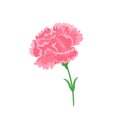 Pink carnation flower isolated on white background. Vector cartoon illustration. Royalty Free Stock Photo