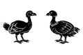 Vector silhouette image of Dodo Birds. Royalty Free Stock Photo