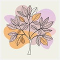 Majestic Sassafras Tree Vector Illustration, Detailed Botanical Art in Vivid Colors Royalty Free Stock Photo