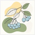 Vibrant Chokeberry Fruit Vector Illustration - High-Quality, Detailed Design for Creative Projects Royalty Free Stock Photo