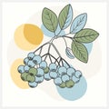Vibrant Chokeberry Fruit Vector Illustration - High-Quality, Detailed Design for Creative Projects Royalty Free Stock Photo