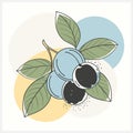 Jabuticaba Pollinia Fruit Vector Illustration Royalty Free Stock Photo
