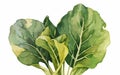 Watercolor Illustration of Arum spinach, Botanical Illustration, Flowers, Generative AI Royalty Free Stock Photo
