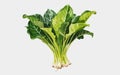 Watercolor Illustration of Arum spinach, Botanical Illustration, Flowers, Generative AI Royalty Free Stock Photo